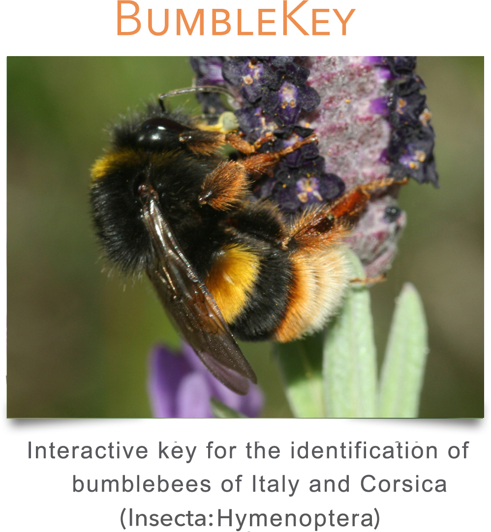 bumblekey