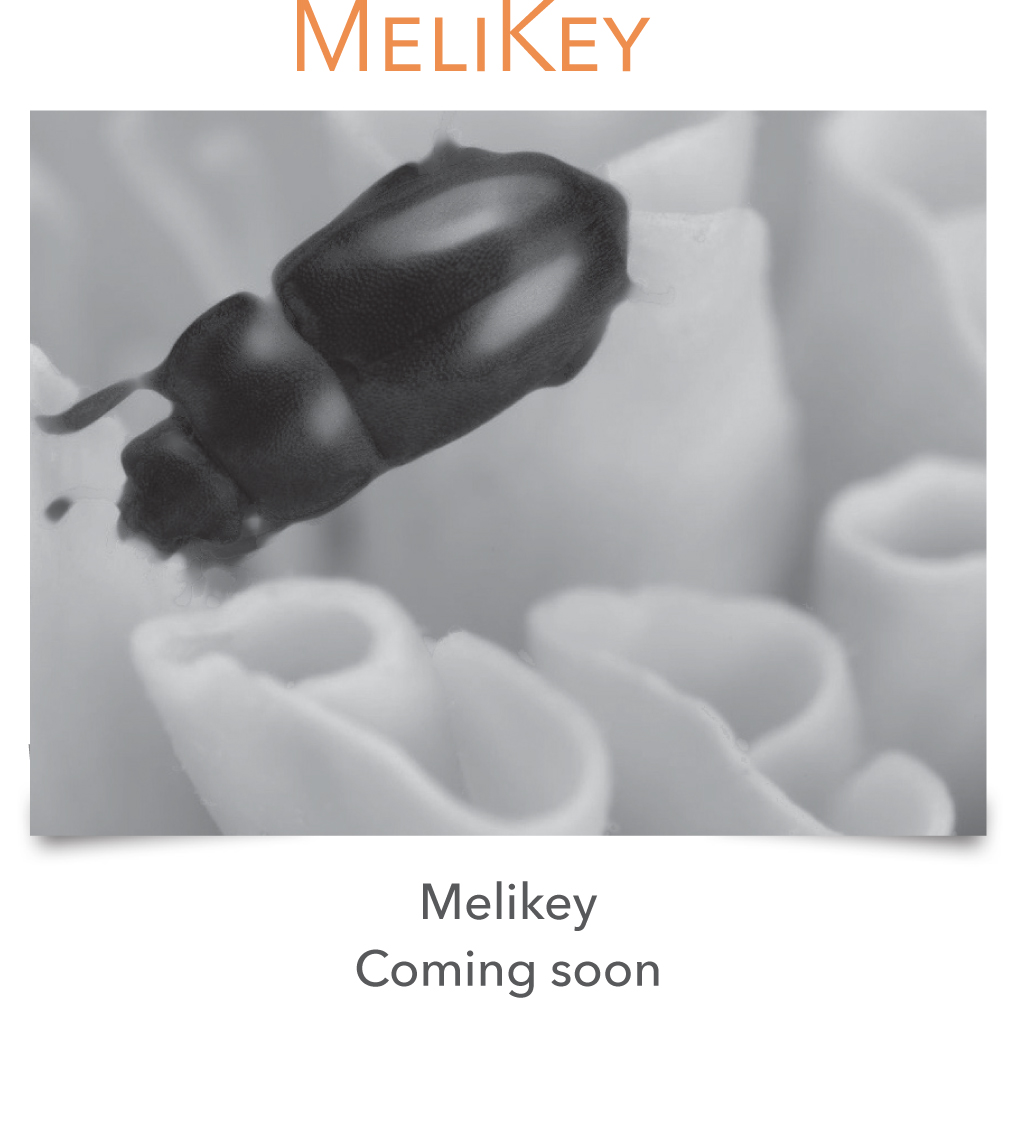 coming soon melikey